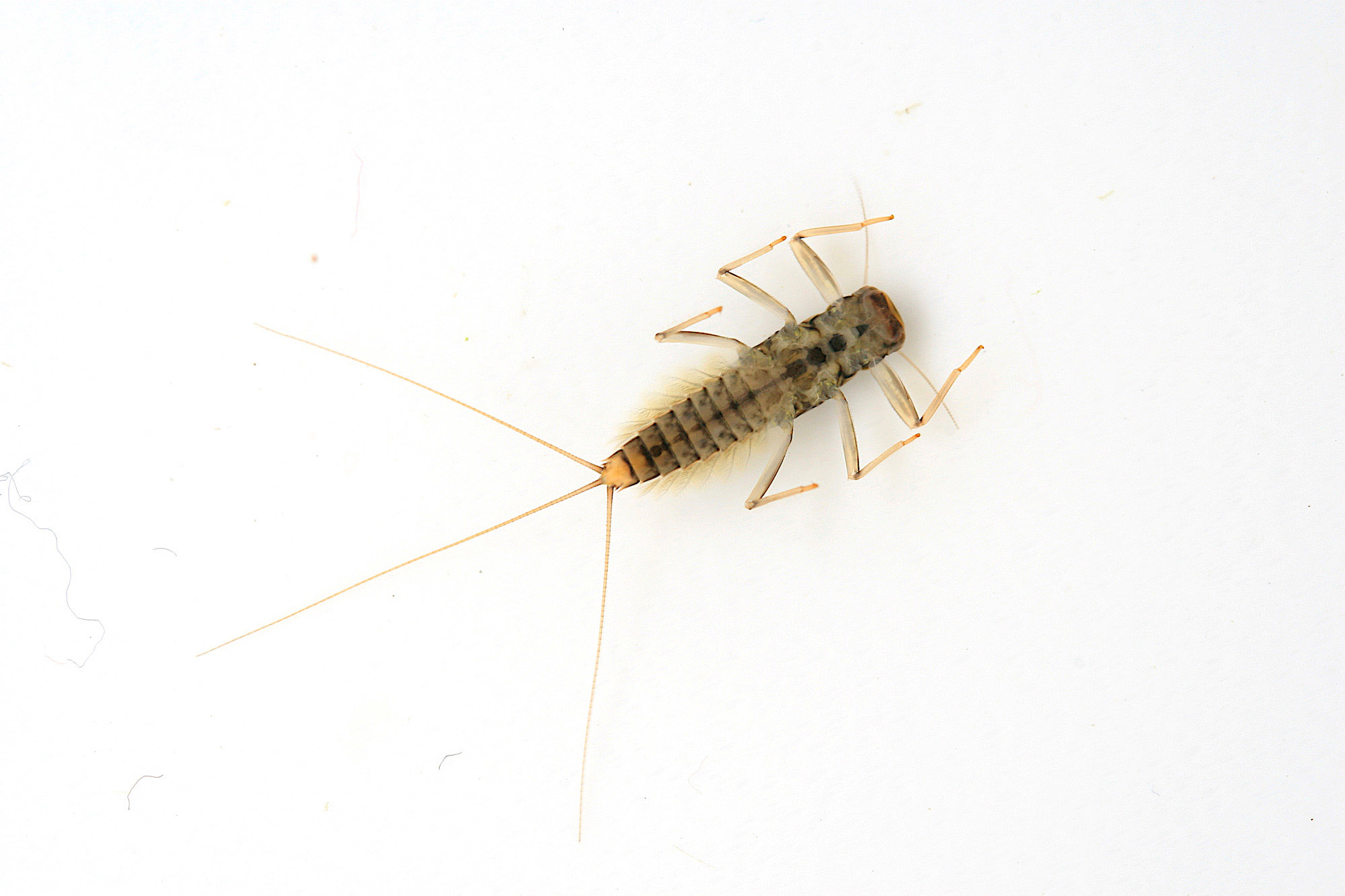 Ventral (bottom/underneath) view of a grey/black Deleatidium autumnale nymph on a white background